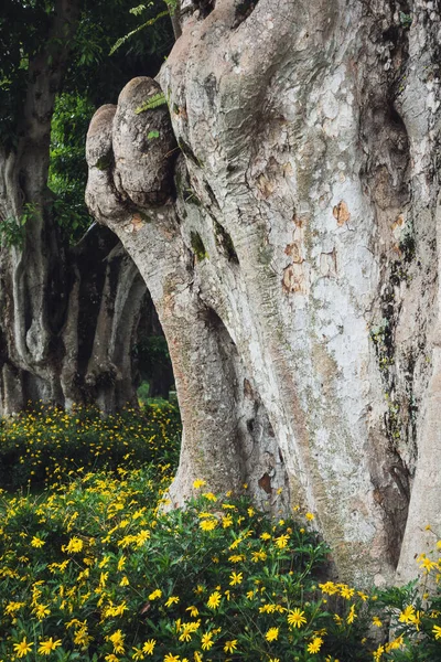 Tronco de árvore e flores amarelas no Nepal — Fotografia de Stock