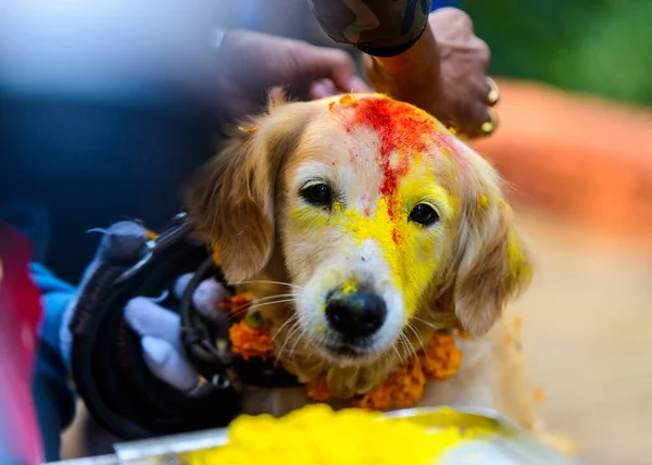 Kukur Tihar in Kathmandu, Nepal —  Fotos de Stock