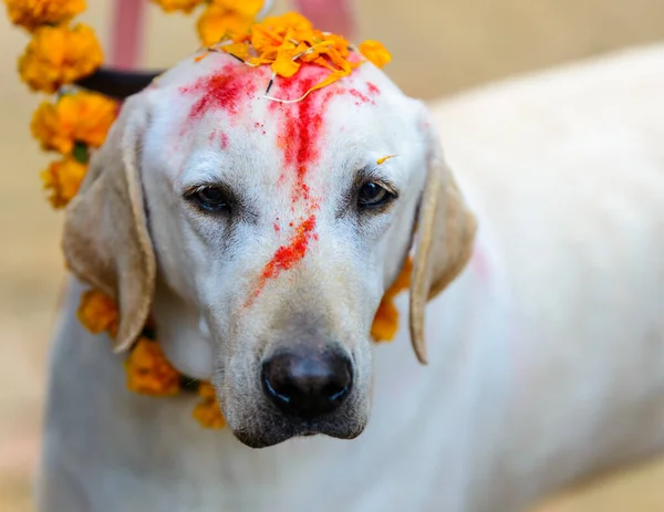 Festival do cão Kukur Tihar em Katmandu, Nepal — Fotografia de Stock