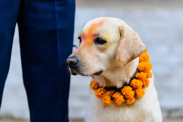 Kutya fesztivál Kukur Tihar Kathmanduban, Nepálban — Stock Fotó