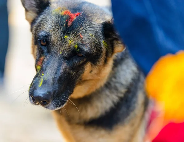 Festiwal psów Kukur Tihar w Katmandu, Nepal — Zdjęcie stockowe