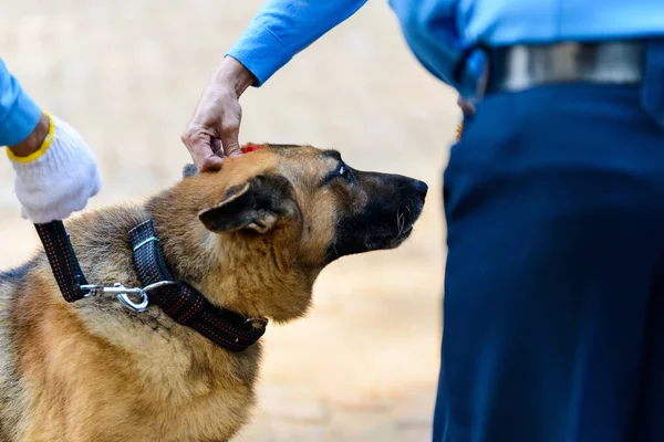 ネパール・カトマンズの犬祭り｜Kukur Tihar — ストック写真