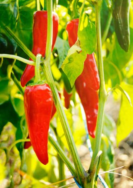 Red Espelette chili peppers clipart