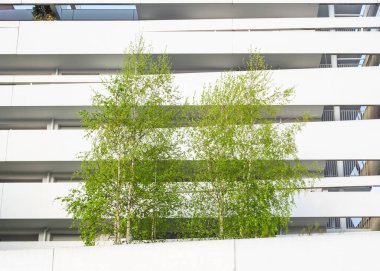 Huş ağaçları ve modern bina