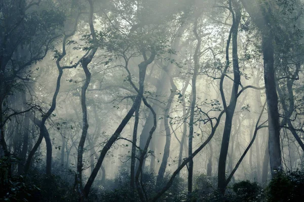 Foggy forest with mysterious atmosphere — Stock Photo, Image