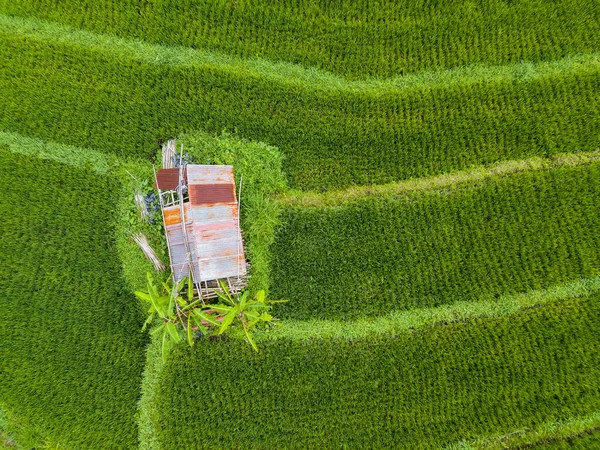 Pequeña cabaña en medio de campos de arroz vista aérea —  Fotos de Stock