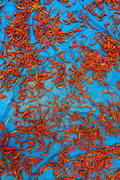 乾燥赤チリス — ストック写真