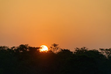 Sunset bulvarında Chitwan orman