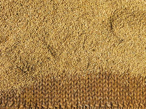 Bruine rijst drogen — Stockfoto