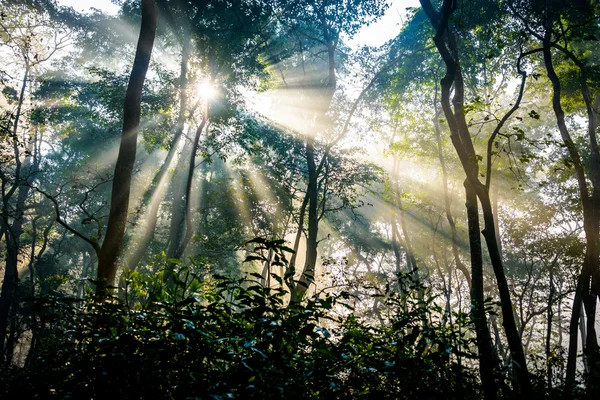 Ακτίνες του ήλιου περνώντας μέσα από τα δέντρα — Φωτογραφία Αρχείου