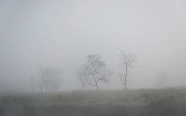 Árboles en la niebla — Foto de Stock