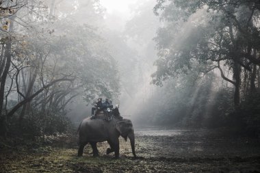 Chitwan, Nepal 'de fil safarisi