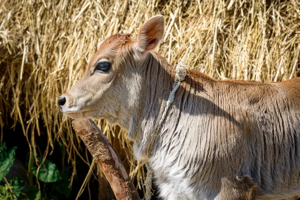 Kalb an einer Stange befestigt — Stockfoto