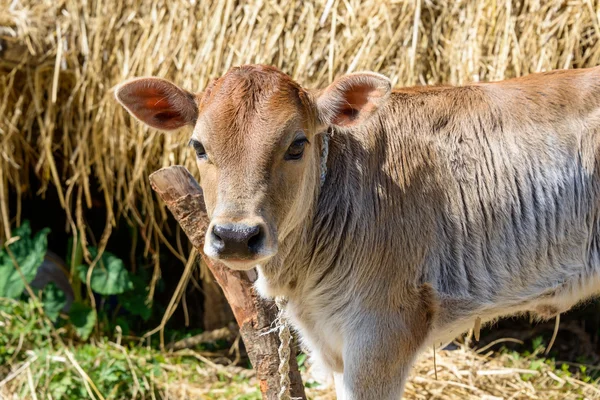 Vitello attaccato a un palo — Foto Stock