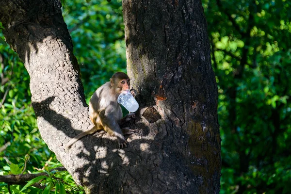 Macaque licking a plastic cup — Stock Photo, Image