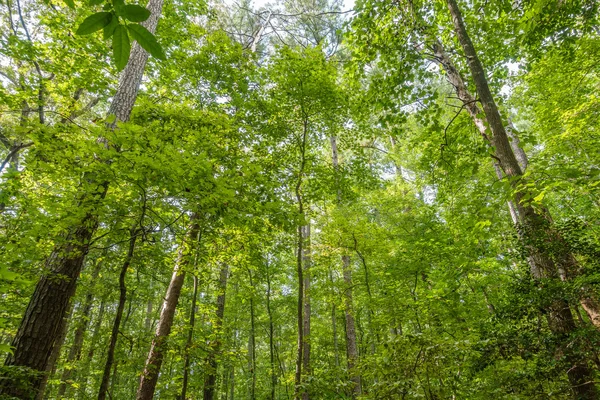 Mooie forestsecene in het zomerseizoen — Stockfoto