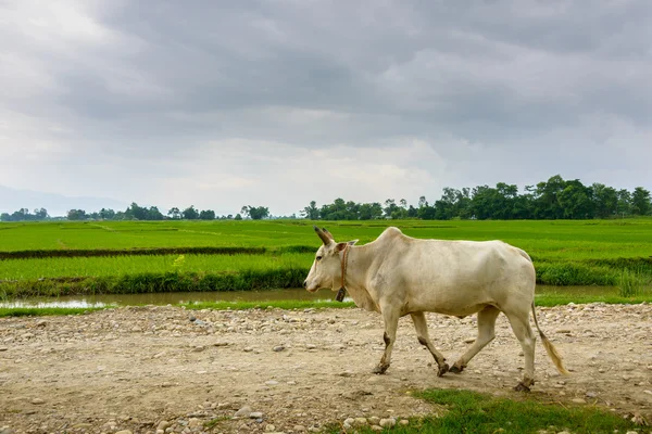 Αγελάδα σε μια διαδρομή στο Νεπάλ αγροτικής — Φωτογραφία Αρχείου