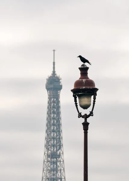 Un cuervo en la parte superior de la luz de la calle en París — Foto de Stock