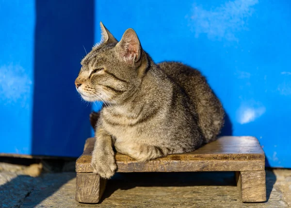 Kedi güneşte tadını çıkarma — Stok fotoğraf