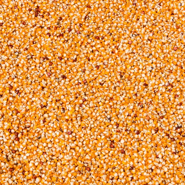 Corn grains drying — Stock Photo, Image