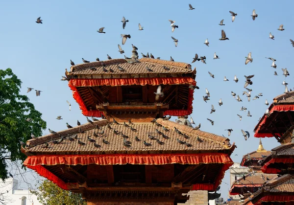 Holubi létající na Durbar náměstí Kathmandu — Stock fotografie