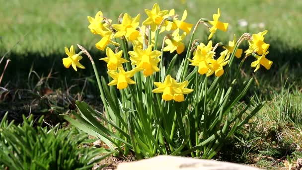 Jonquil, narciso. — Vídeo de Stock