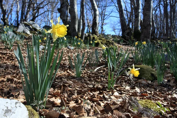 Narcisi — Foto Stock