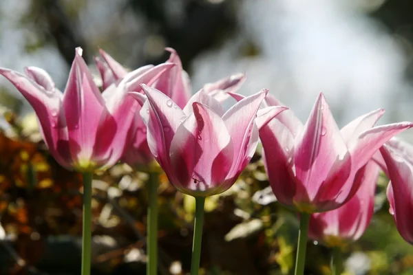 Tulipanes —  Fotos de Stock