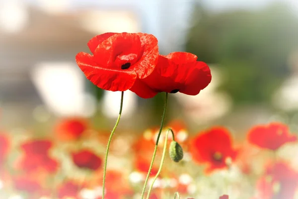 Floare de mac roșu — Fotografie, imagine de stoc