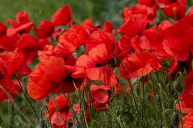 Kırmızı gelincikler vahşi bir tarlada çiçek açarlar. Seçici odaklı ve renkli güzel kırmızı haşhaş tarlası. Yumuşak ışık. Kırmızı gelinciklerden oluşan bir açıklık. Tonlama. Karanlık Low Key 'de Moda Yaratıcı İşlem