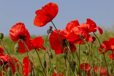 Kırmızı gelincikler vahşi bir tarlada çiçek açarlar. Seçici odaklı ve renkli güzel kırmızı haşhaş tarlası. Yumuşak ışık. Kırmızı gelinciklerden oluşan bir açıklık. Tonlama. Karanlık Low Key 'de Moda Yaratıcı İşlem