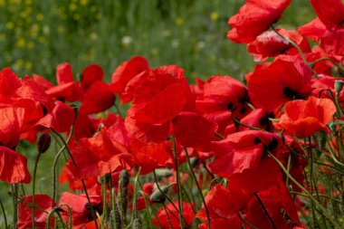 Kırmızı gelincikler vahşi bir tarlada çiçek açarlar. Seçici odaklı ve renkli güzel kırmızı haşhaş tarlası. Yumuşak ışık. Kırmızı gelinciklerden oluşan bir açıklık. Tonlama. Karanlık Low Key 'de Moda Yaratıcı İşlem