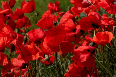 Kırmızı gelincikler vahşi bir tarlada çiçek açarlar. Seçici odaklı ve renkli güzel kırmızı haşhaş tarlası. Yumuşak ışık. Kırmızı gelinciklerden oluşan bir açıklık. Tonlama. Karanlık Low Key 'de Moda Yaratıcı İşlem
