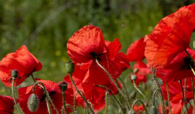 Kırmızı gelincikler vahşi bir tarlada çiçek açarlar. Seçici odaklı ve renkli güzel kırmızı haşhaş tarlası. Yumuşak ışık. Kırmızı gelinciklerden oluşan bir açıklık. Tonlama. Karanlık Low Key 'de Moda Yaratıcı İşlem