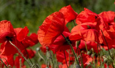 Kırmızı gelincikler vahşi bir tarlada çiçek açarlar. Seçici odaklı ve renkli güzel kırmızı haşhaş tarlası. Yumuşak ışık. Kırmızı gelinciklerden oluşan bir açıklık. Tonlama. Karanlık Low Key 'de Moda Yaratıcı İşlem