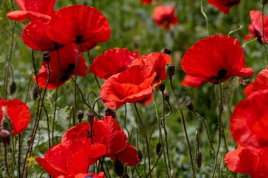 Kırmızı gelincikler vahşi bir tarlada çiçek açarlar. Seçici odaklı ve renkli güzel kırmızı haşhaş tarlası. Yumuşak ışık. Kırmızı gelinciklerden oluşan bir açıklık. Tonlama. Karanlık Low Key 'de Moda Yaratıcı İşlem