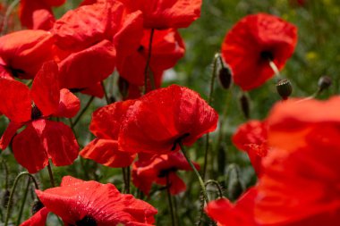 Kırmızı gelincikler vahşi bir tarlada çiçek açarlar. Seçici odaklı ve renkli güzel kırmızı haşhaş tarlası. Yumuşak ışık. Kırmızı gelinciklerden oluşan bir açıklık. Tonlama. Karanlık Low Key 'de Moda Yaratıcı İşlem