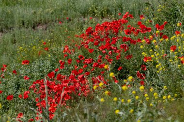 Kırmızı gelincikler vahşi bir tarlada çiçek açarlar. Seçici odaklı ve renkli güzel kırmızı haşhaş tarlası. Yumuşak ışık. Kırmızı gelinciklerden oluşan bir açıklık. Tonlama. Karanlık Low Key 'de Moda Yaratıcı İşlem