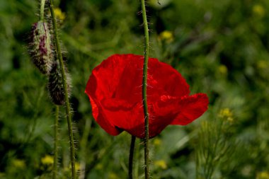 Kırmızı gelincikler vahşi bir tarlada çiçek açarlar. Seçici odaklı ve renkli güzel kırmızı haşhaş tarlası. Yumuşak ışık. Kırmızı gelinciklerden oluşan bir açıklık. Tonlama. Karanlık Low Key 'de Moda Yaratıcı İşlem