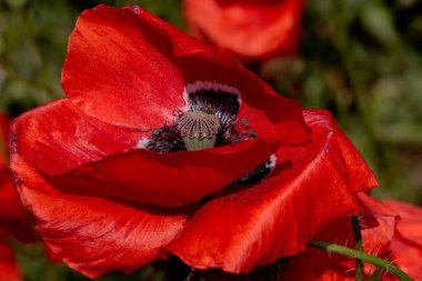 Kırmızı gelincikler vahşi bir tarlada çiçek açarlar. Seçici odaklı ve renkli güzel kırmızı haşhaş tarlası. Yumuşak ışık. Kırmızı gelinciklerden oluşan bir açıklık. Tonlama. Karanlık Low Key 'de Moda Yaratıcı İşlem