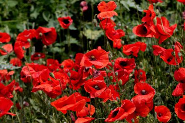 Kırmızı gelincikler vahşi bir tarlada çiçek açarlar. Seçici odaklı ve renkli güzel kırmızı haşhaş tarlası. Yumuşak ışık. Kırmızı gelinciklerden oluşan bir açıklık. Tonlama. Karanlık Low Key 'de Moda Yaratıcı İşlem