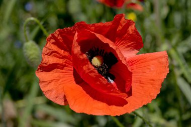 Kırmızı gelincikler vahşi bir tarlada çiçek açarlar. Seçici odaklı ve renkli güzel kırmızı haşhaş tarlası. Yumuşak ışık. Kırmızı gelinciklerden oluşan bir açıklık. Tonlama. Karanlık Low Key 'de Moda Yaratıcı İşlem