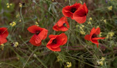 Kırmızı gelincikler vahşi bir tarlada çiçek açarlar. Seçici odaklı ve renkli güzel kırmızı haşhaş tarlası. Yumuşak ışık. Kırmızı gelinciklerden oluşan bir açıklık. Tonlama. Karanlık Low Key 'de Moda Yaratıcı İşlem