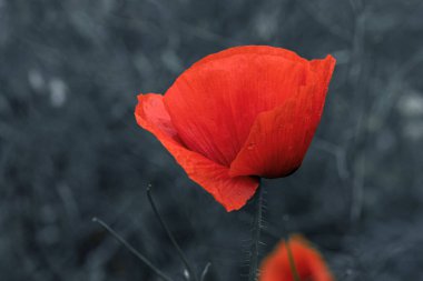 Kırmızı gelincikler vahşi bir tarlada çiçek açarlar. Seçici odaklı ve renkli güzel kırmızı haşhaş tarlası. Yumuşak ışık. Kırmızı gelinciklerden oluşan bir açıklık. Tonlama. Karanlık Low Key 'de Moda Yaratıcı İşlem