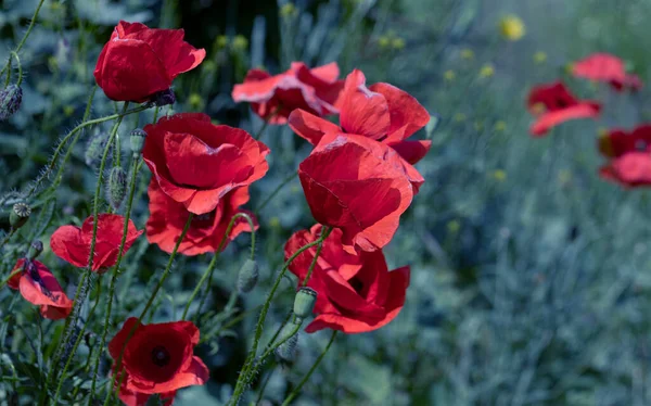 Blommor Röda Vallmo Blommar Ett Vilt Fält Vackert Fält Röda — Stockfoto