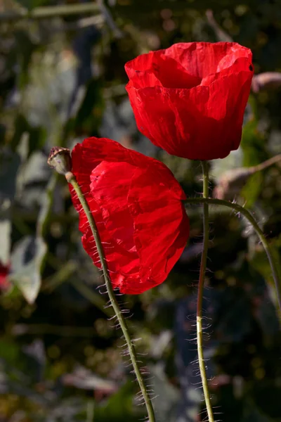 野地里盛开着红罂粟花 美丽的红罂粟场 有选择性的焦点和颜色 柔和的光 一片鲜红的罂粟泥 Toning 黑暗低调下的时尚创意处理 — 图库照片