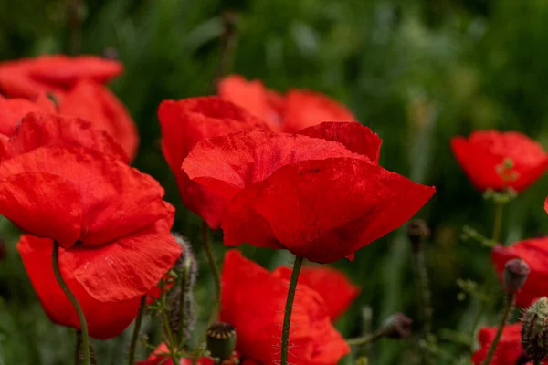 Цветы Красные Маки Цветут Диком Поле Поле Красных Пятен Выборочным — стоковое фото