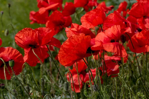 Bloemen Rode Papavers Bloeien Een Wild Veld Mooi Veld Van — Stockfoto