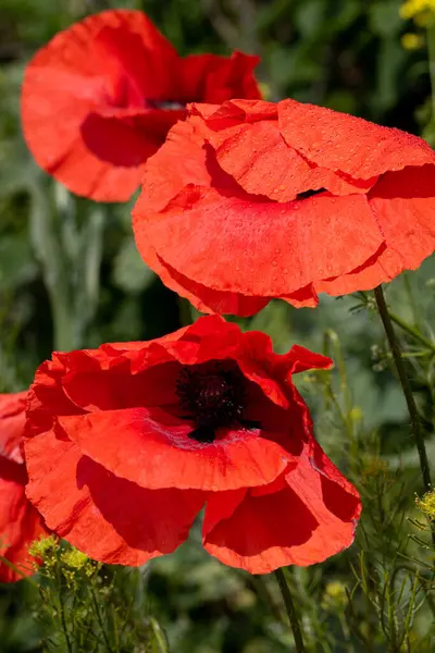 Fiori Papaveri Rossi Fioriscono Campo Selvatico Bellissimo Campo Papaveri Rossi — Foto Stock