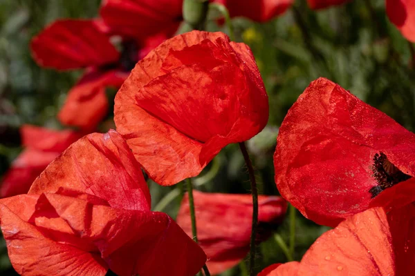 Fiori Papaveri Rossi Fioriscono Campo Selvatico Bellissimo Campo Papaveri Rossi — Foto Stock